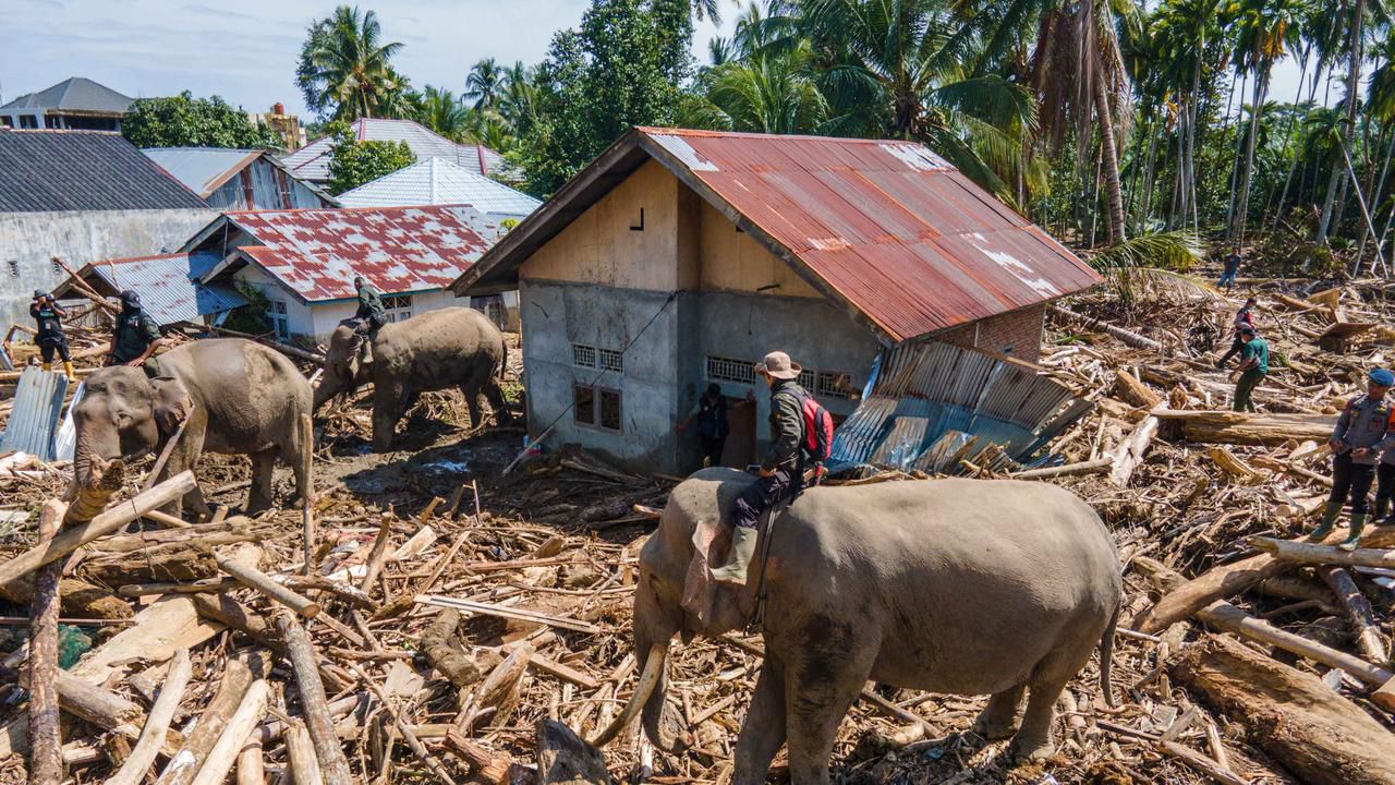 Di Kala Alat Berat Tak Mampu, Empat Gajah Dikerahkan Bantu Evakuasi Pascabanjir Aceh